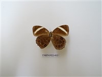 藏品(玉帶黛眼蝶)的圖片